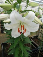 [4278 Magriet Slijkerman Mak No02.JPG]